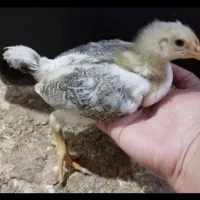 جوجه مرغ گلپایگانی