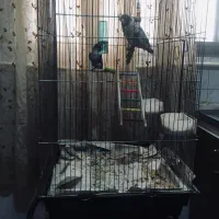 طوطی برزیلی