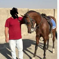 نریان عرب مدارک دار