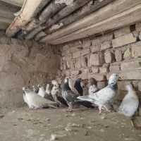 کبوتر پرشی|پرنده|گلپایگان, |دیوار