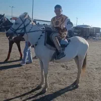 اسب مادیان سفید و آبستن