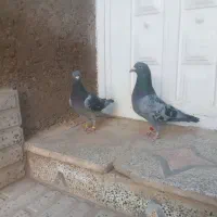 نروماده مولدمسافتی|پرنده|تاکستان, |دیوار