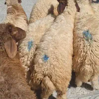 ۷ راس بره نر درجه یک باب پرواری