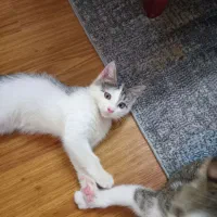 واگذاری بچه گربه dsh