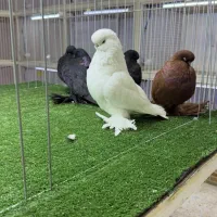صربستانی.زاغ و کبوتر نوک قنار سفید اصل و ویژه