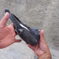 کبوتر پلاکی .اردن.مسافتی|پرنده|اصفهان, ملک‌شهر|دیوار
