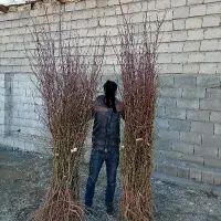 نهال بادام نهالستان بزرگ