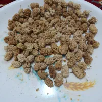توت درجه یک