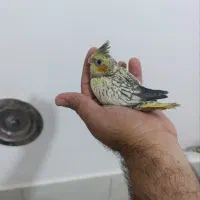جوجه عروس هلندی