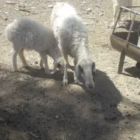 میش دورگ   زاییده بره ماده
