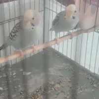 مرغ عشق|پرنده|یزد, |دیوار