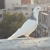 دانه ۴۰۰|پرنده|الوند, |دیوار
