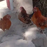 تخم مرغ سبرایت و میناتور