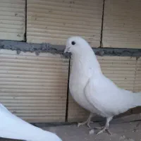 کبوتر ماده|پرنده|بروجن, |دیوار