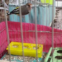 سقا
