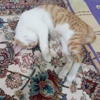 گربه|گربه|گرگان, |دیوار