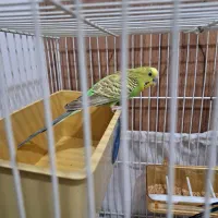 مرغ عشق|پرنده|گلبهار, شهر جدید گلبهار|دیوار