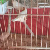 فنج اورنج  کینگ