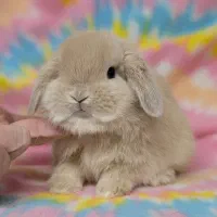 هدیه روز دختر خرگوش عروسکی|موش و خرگوش|مشهد, دانشجو|دیوار