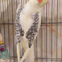 عروس هلندی لوتینو دوکت|پرنده|سمنان, |دیوار