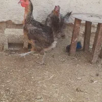 بلدرچین،مرغ،خروس صفاشهر
