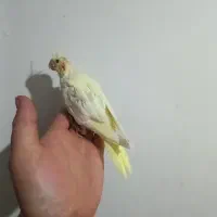 جوجه البینیو ولوتینیو زعفرانی سرلاکی|پرنده|شاهرود, |دیوار