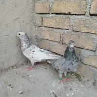 کبوتر