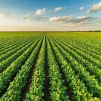 اجاره زمین کشاورزی