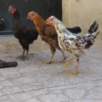 خروس کوچک و بزرگ