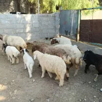 گوسفندیا میش بره