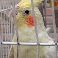 ۳ عدد عروس هلندی نر و ماده