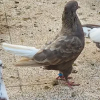 کفتر یا کبوتر باخت رفته