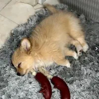 پامر روباهی