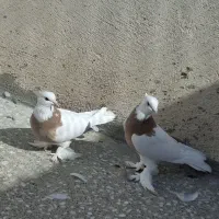 طوقی به شرط تخم و جوجه|پرنده|قم, حاج زینل|دیوار