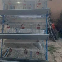 خرید فروش قفس مرغ تخمگذار گوشتی