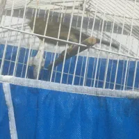 قناری نرسبز|پرنده|اصفهان, قلعه طبره|دیوار