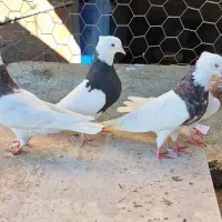 کبوتر طوقی