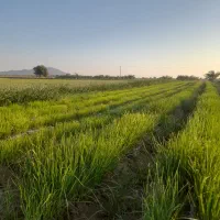 ۲کیلو نشا  پیاز زرد فروشی|گل و گیاه طبیعی|عنبرآباد, |دیوار