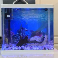 اکواریوم تمیز شیک