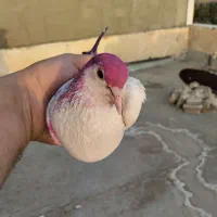 کفترچادری