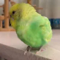 مرغ عشق چلوندنی(فول دستی )ناز|پرنده|شاهینشهر, شهرک گلدیس|دیوار