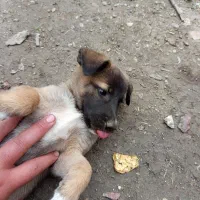 سگ مالینویز|سگ|بهشهر, |دیوار