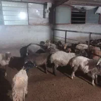 بره نر و گوسفند داشتی|حیوانات مزرعه|نکا, |دیوار