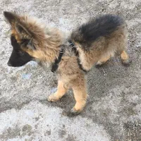 توله سگ ژرمن شپرد|سگ|مشهد, امام رضا (ع)|دیوار