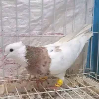 طوقی جوانه|پرنده|گنبد کاووس, |دیوار