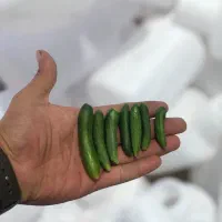 خیارشور رویال همدان