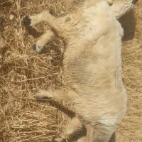 دوعدد میش مخصوص پروار