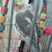 عروس هلندی جفت