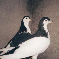 سلام  دوعدد ساده ماده چپ دم سیاه وساده