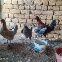 وار گلین|حیوانات مزرعه|بروجرد, |دیوار